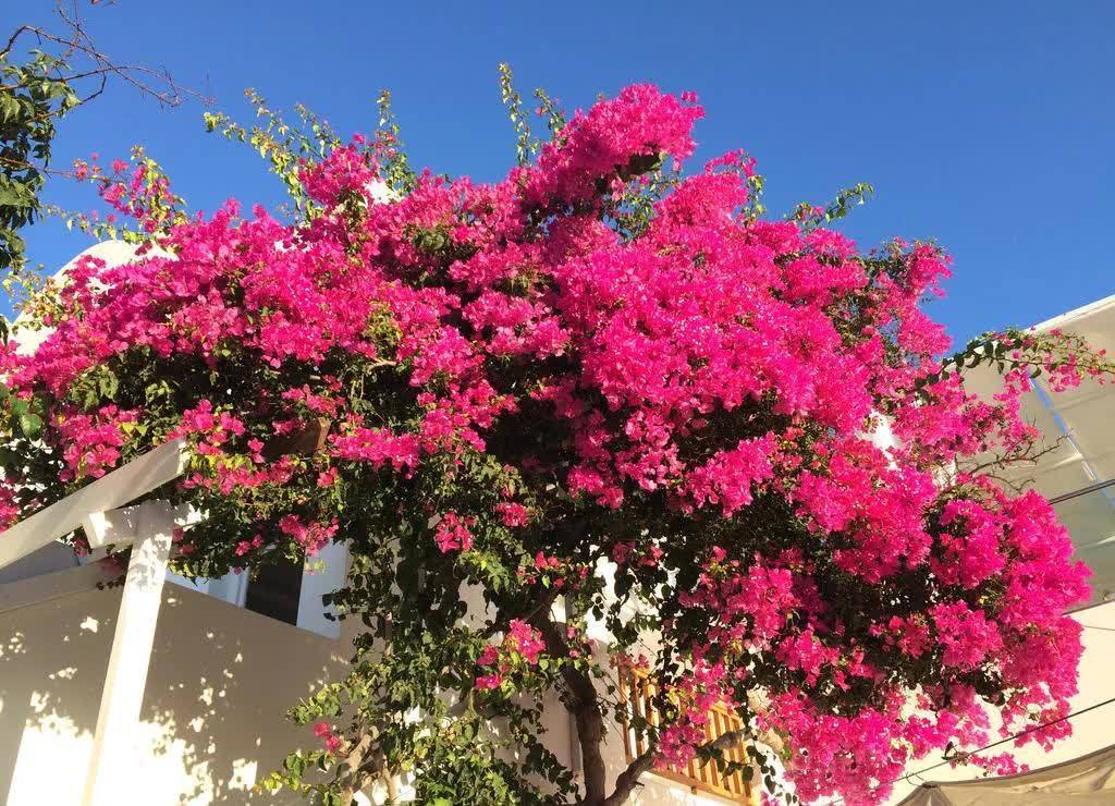 剪根粗枝插土里,2周能生根,一年长成大老桩