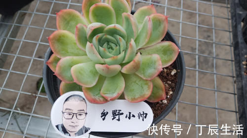 小知识|多肉服盆难，了解这4个原因再纠正，肉肉轻松服盆