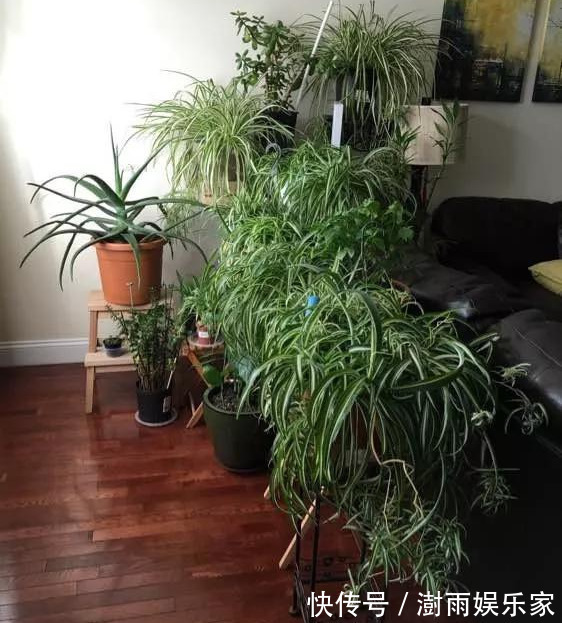 积水|为花友们介绍5种既养人又镇宅的花,盆栽养一盆很值