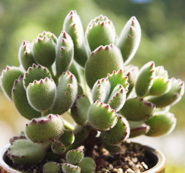 寒潮来袭！6种“怕冷肉”尽早搬到室内，否则容易冻伤