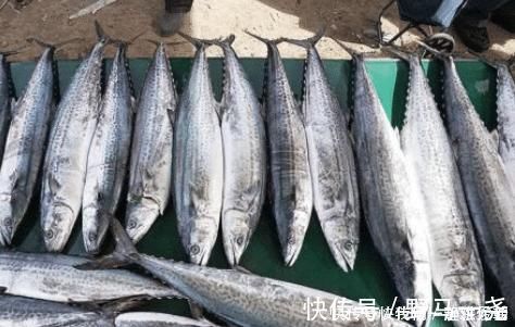 鲅鱼|鲅鱼怎么做好吃?渔民教你这样做,鱼肉鲜香细嫩,没有腥味