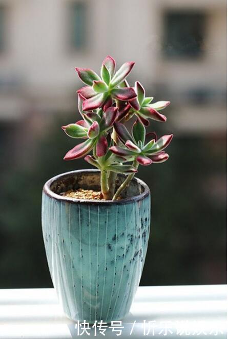 秋丽|多肉原来还能这么玩，嫁接方法很简单，轻松爆盆还好看！