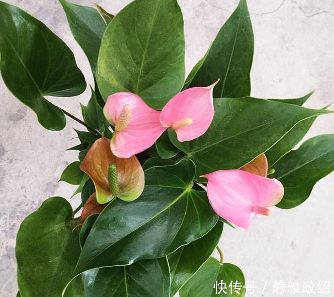 叶片|快扔掉家中发财树,真正好看还能净化空气的是这几种,高级又漂亮