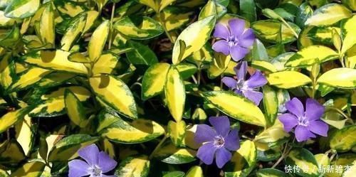 植物|淘米水、羊粪肥都不如这两种肥,什么花都可以用,简单好用