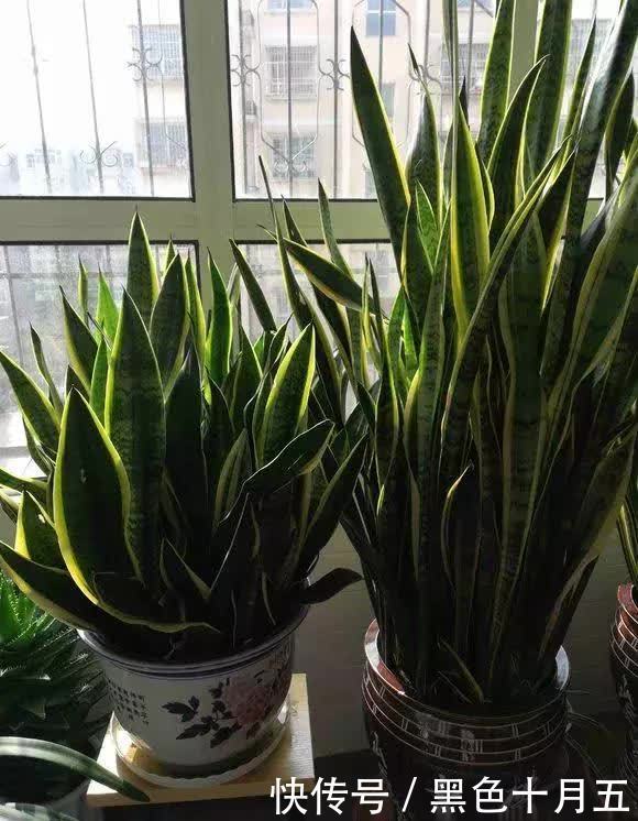繁殖|养“虎尾兰”有要点，学会“砍倒重来”，1盆变100盆，4年到房顶