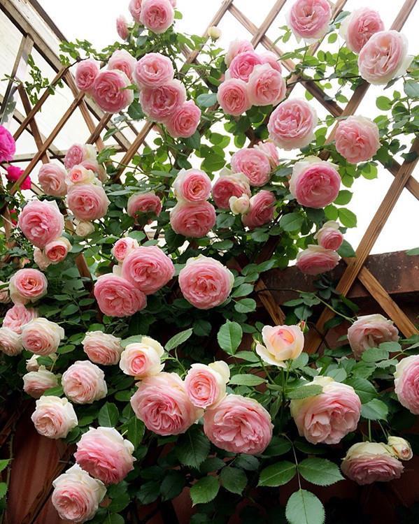 铁线莲|这些“大型花”无论多漂亮,眼馋也别买,没有大院子,买了白扔钱