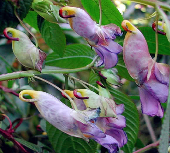 这种花 长得像 鹦鹉 花期60天 十分漂亮 但太罕见 快资讯 这种花 长得像 鹦鹉 花期60天 十分漂亮 但太罕见 快资讯