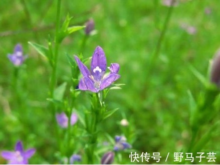 野菜|以下3大野菜,个个营养美味,还能补肾,强筋骨,清热解毒