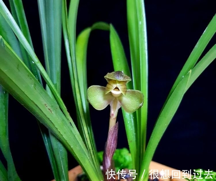 腐叶土|鹅卵石做兰花护盆可以吗?网友的骚操作让人哭笑不得,替兰花无奈