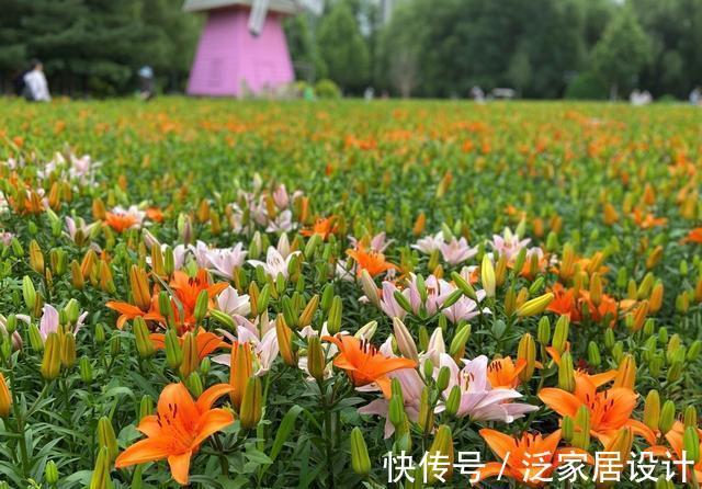 纯洁|沈阳沈水湾公园：最美最仙百合花