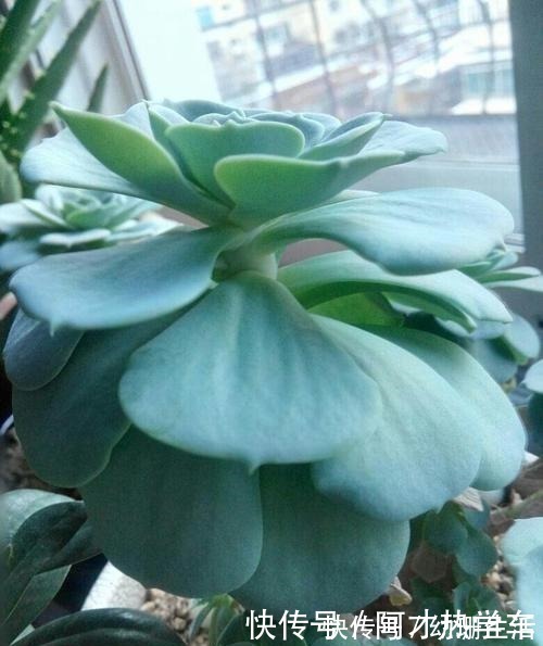 摊大饼|多肉变成一张大饼,该咋救这一招绝对好使!多肉变成一张大饼,该咋救这一招绝对好使!