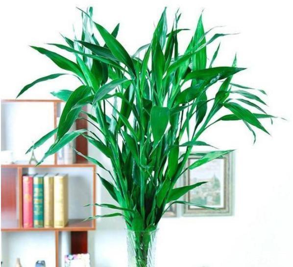 5种“大叶花”轻易不开花，开花就带“好兆头”，养一盆你就赚