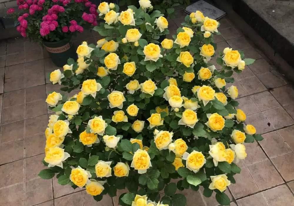 春天里|7种月季，不怕酷夏，30度也开得美，一开上百天，值得入手的品种