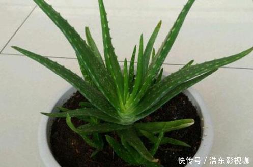 新手养花别再首选绿萝了，它们好看又好养，盆栽生命特坚强