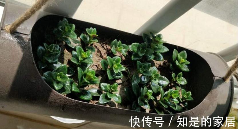 浇水|适合新手小白养的“吊兰花”，盆栽注意6点，花艳叶绿，长得好