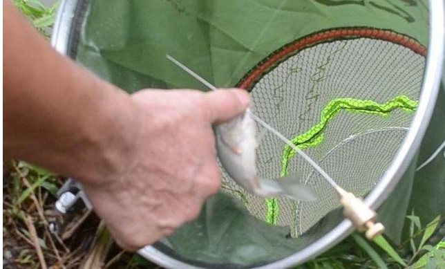 鲫鱼|盛夏如何野钓鲫鱼,只需五招轻松有效!