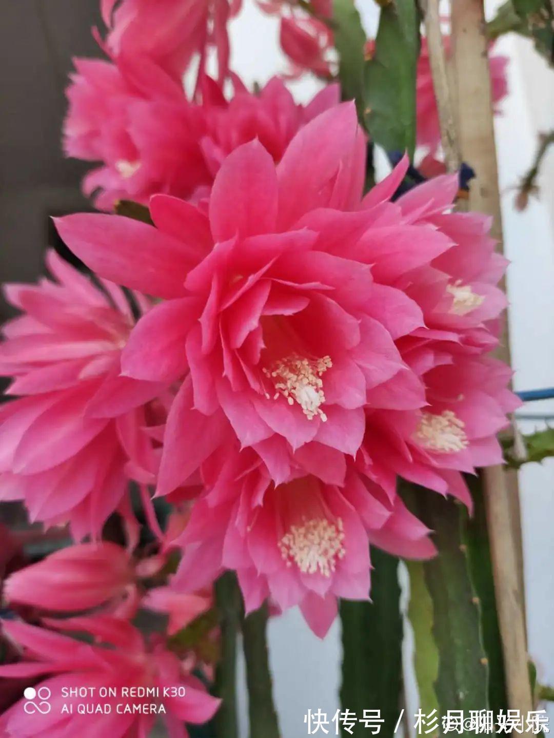 昙花|大爷家荷花种在花盆里,1次开花20朵,比巴掌还大!