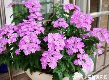 在阳台种上几种花，一年缤纷灿烂的花海，让邻居家羡慕极了