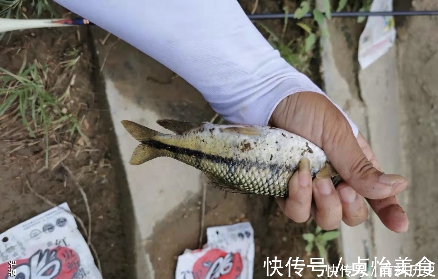 石斑鱼|溪石斑，鱼体虽小价格昂贵，很多钓鱼人根本不懂如何垂钓！