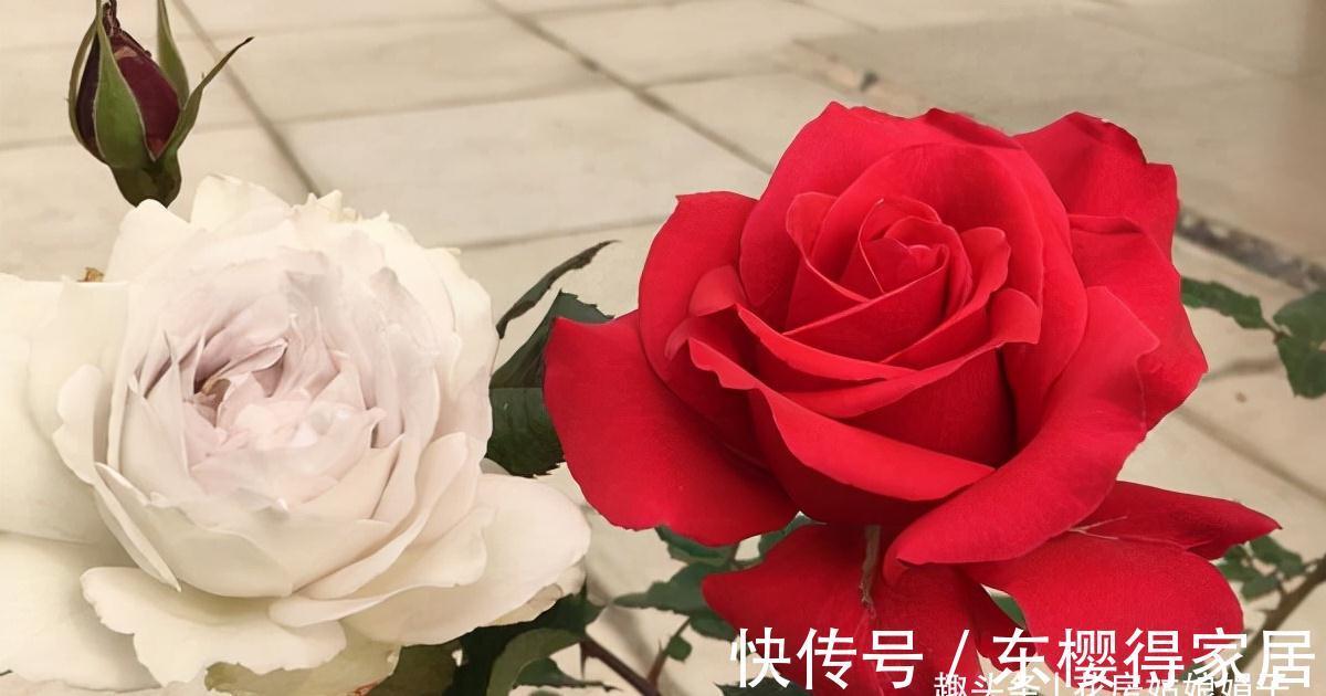 天使系列月季，个个都是战斗力爆表的颜值担当，有喜欢的类型吗？