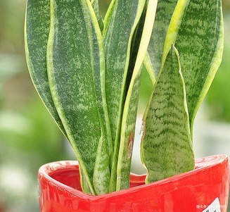 这三种绿植堪称睡眠神器,卧室养一盆,从此睡眠无忧