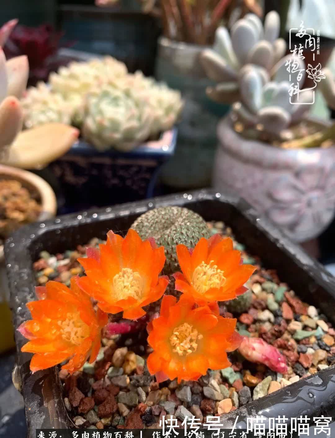 美杜莎|偶然相遇多肉,却成为心中挚爱!