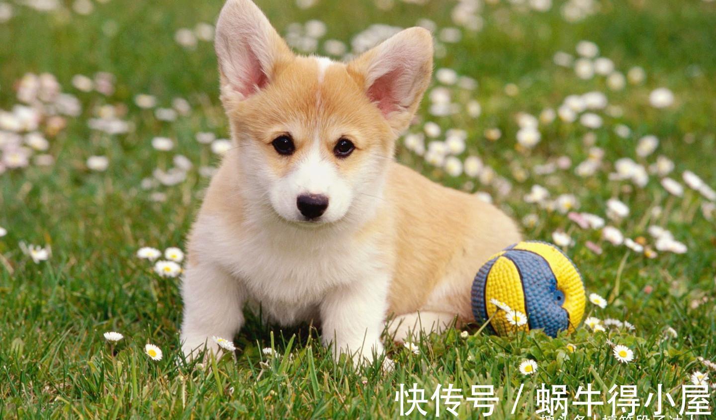 |搞笑段子:弟弟太丑老爸非要做鉴定,结果鉴定完,大家笑了一夜