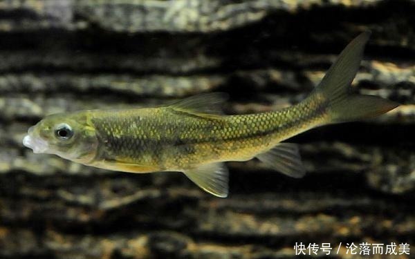 营养|这鱼3年才长9厘米,常常被误认为小杂鱼,营养丰富,遇到别错过