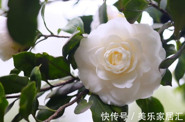 山茶花怕这4件事，学会这些基础知识，轻轻松松能养好