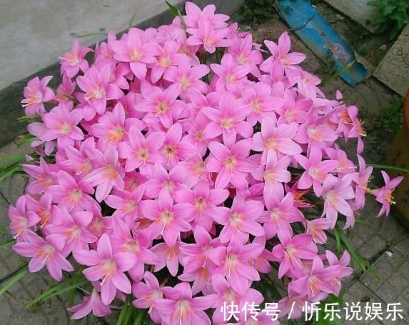 播种|这2种花比月季还好看,比绿萝还好养,你家有养吗