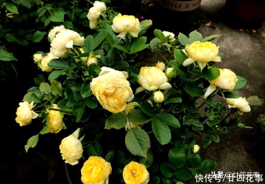 春节常见4种“废壳”，是养花“宝贝”，透气疏水，补肥效果好