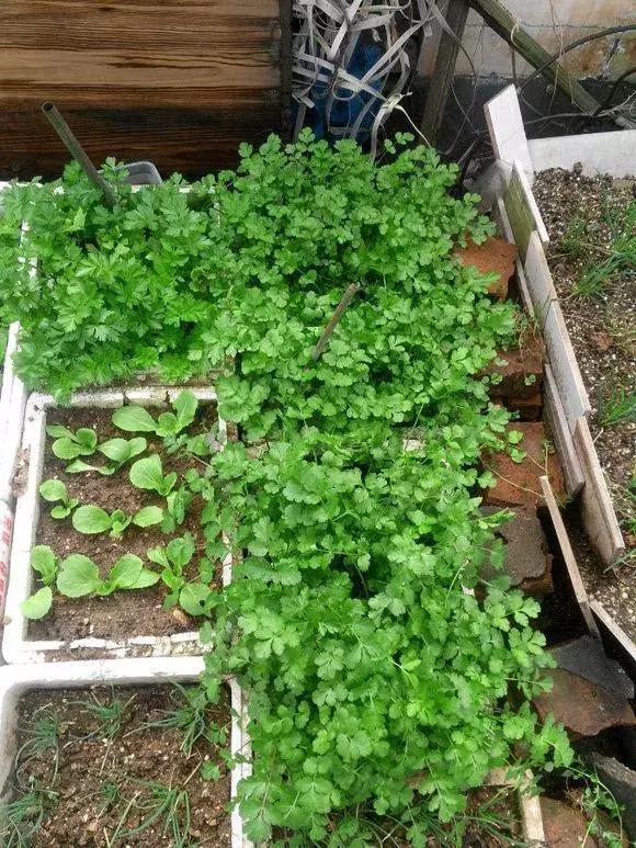 煤渣|什么腐叶土、营养土,比不上“一窝煤”,养花不烂根,易爆盆!