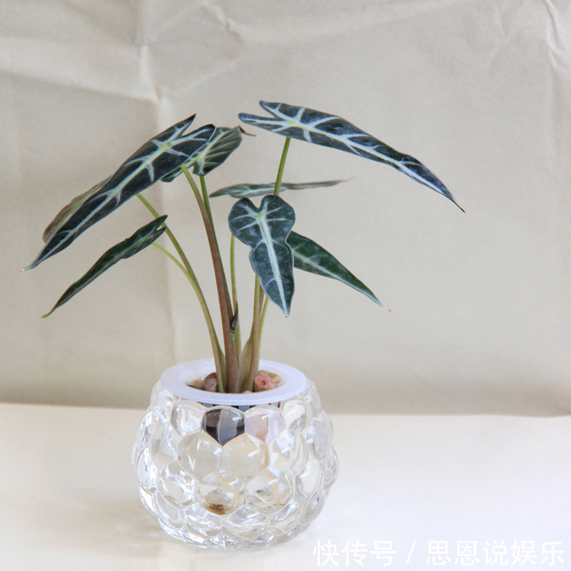 缺铁性黄叶|天热了,1壶水2片药,制成“药水”浇花,盆栽叶子绿、开花多