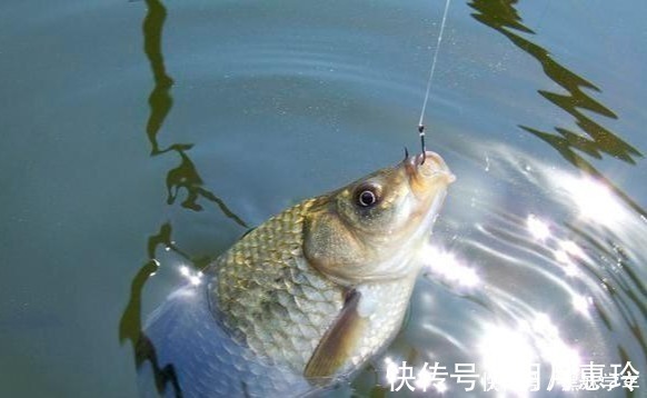 素饵|鲫鱼钓法全攻略,看到这篇的都钓爆护了!——盛世三渔
