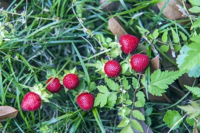 野菜|农村路边这种野果,儿时老人叮嘱不能吃,长大后才知道它价值珍贵