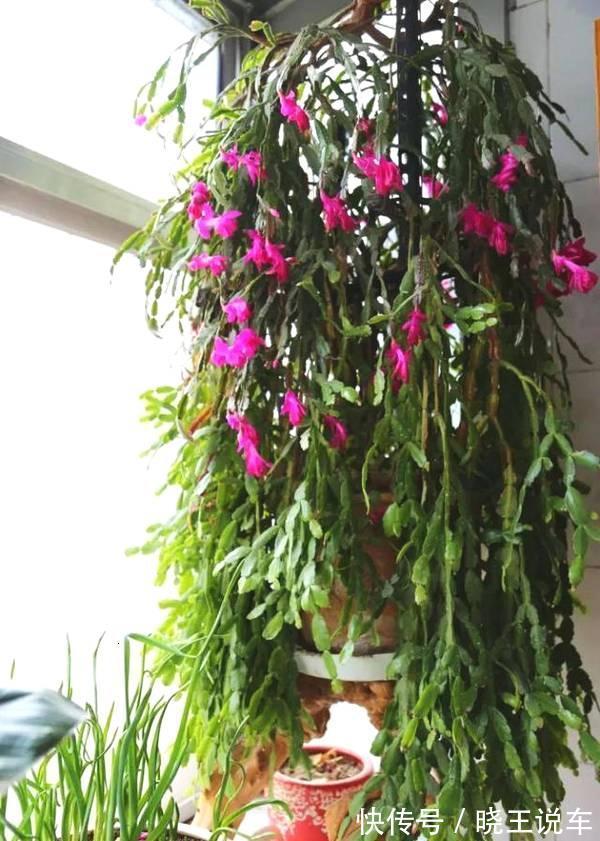 蟹爪兰满头大花苞，噼里啪啦全掉了？教你3招，满满的花芽挤爆了