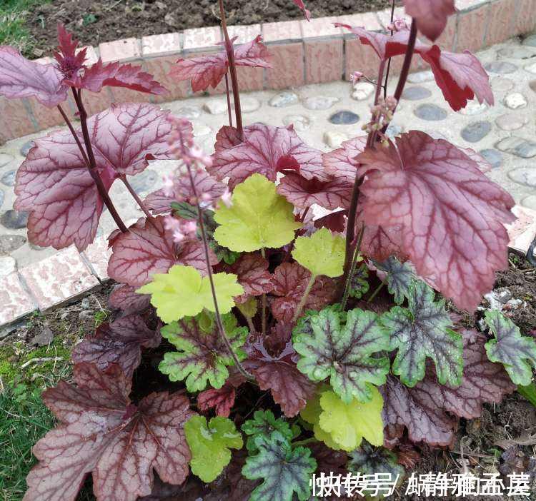 院子|院子一半强光一般阴凉，那就养这6种花，喜阳耐阴好养活