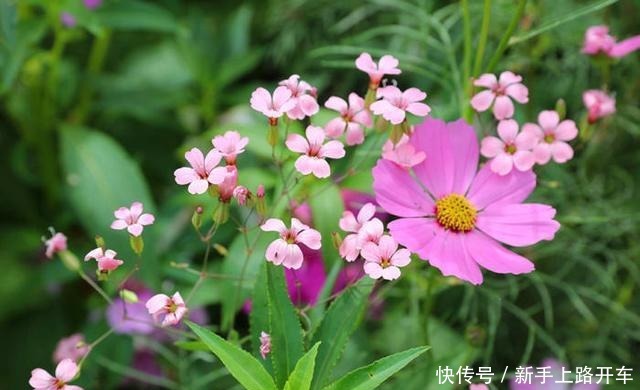 这2种野花遇到别放过,掐一根枝条就能活,开花俊俏可爱!