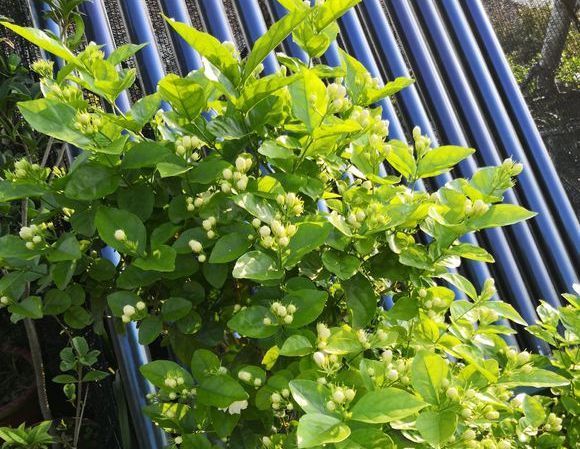 茉莉花徒长不开花老花匠新招数,修修剪,转转花盆,开花真不难