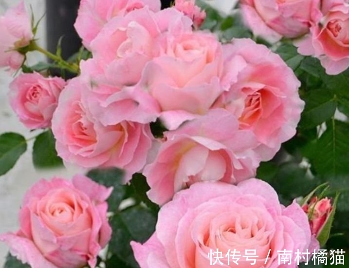 家里养上几种花,365天开花不断,花团锦簇,比牡丹还美