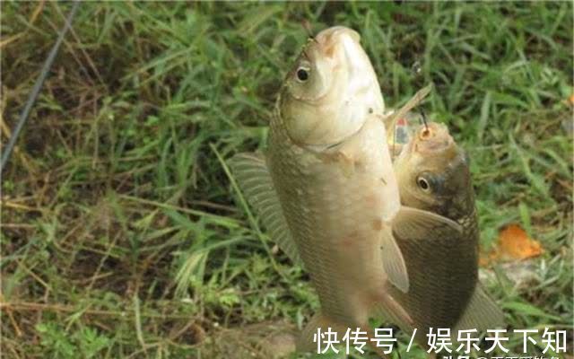 子线的最科学用法：粗细、长短、钩间距，都时刻影响你的中鱼率