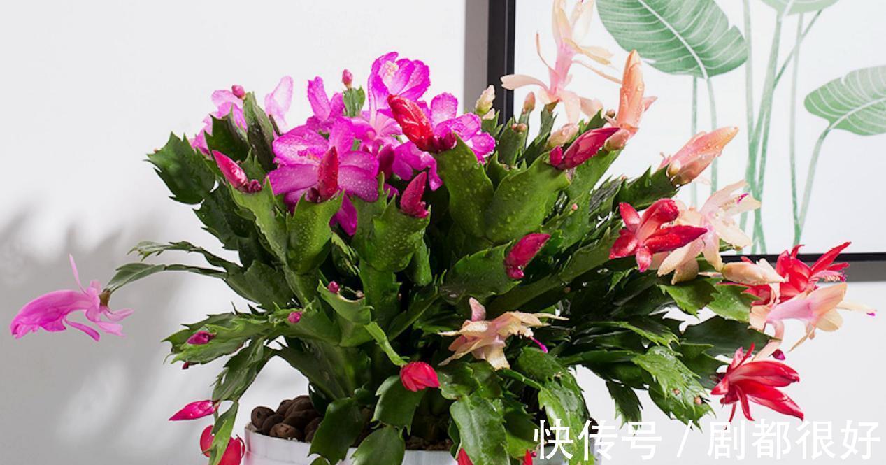 哪些废弃物制成的“养花肥”适合蟹爪兰用?