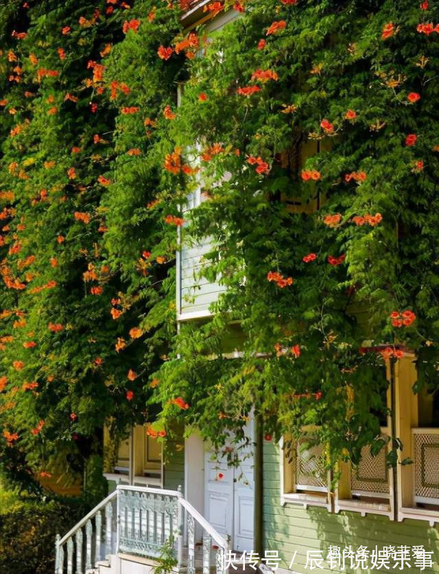 3种“爬墙”植物，种在院子里，就是天然“背景墙”，漂亮又好养
