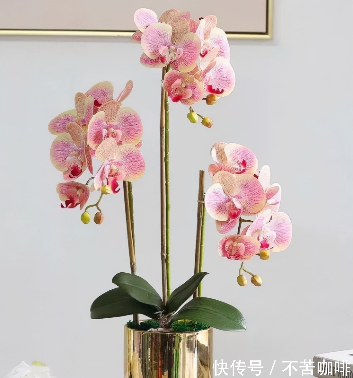 7种花特怕冷,一降温就容易死,再不管只剩盆