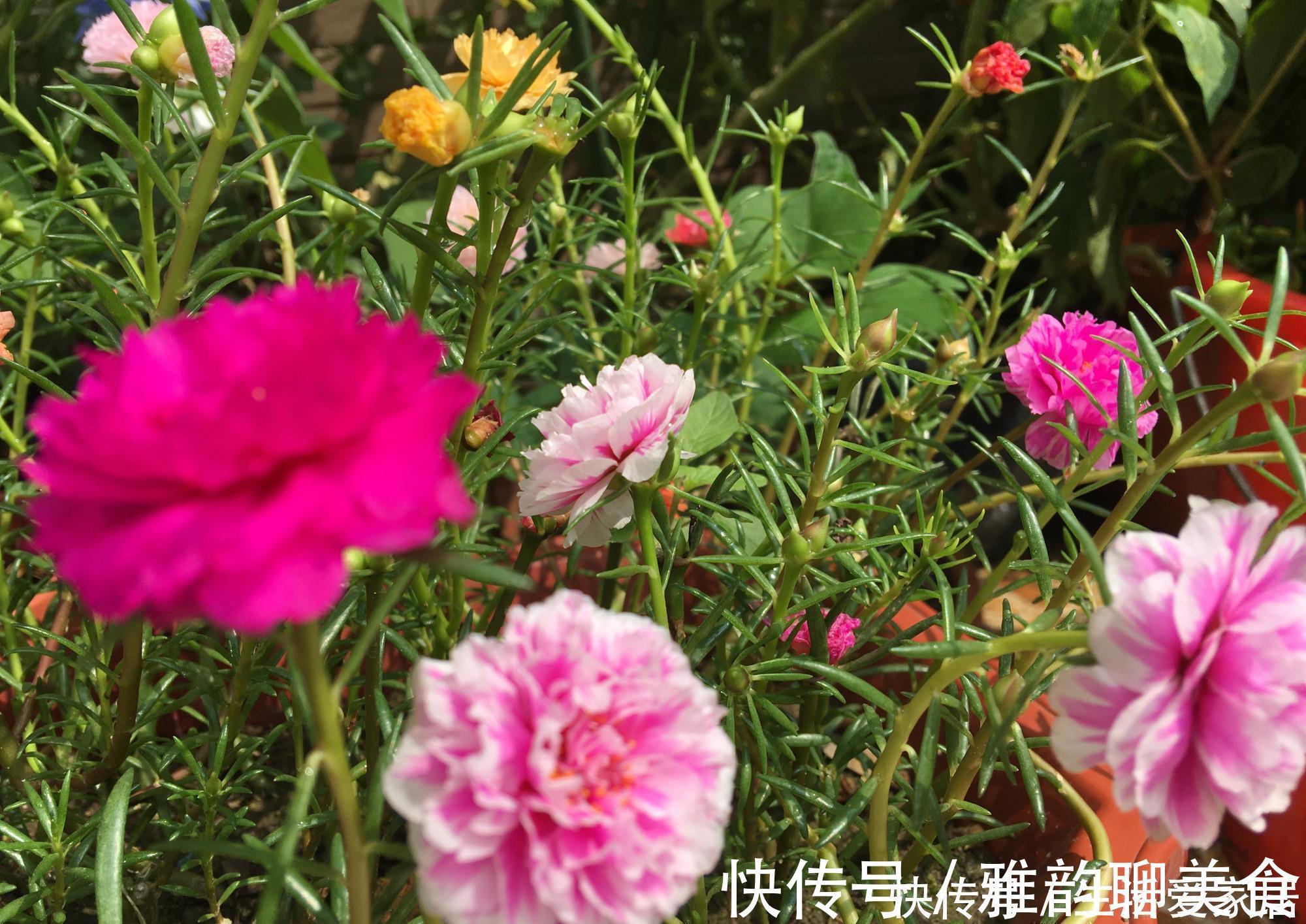 “重瓣太阳花”过冬,用一“方法”,来年又开花,五颜六色