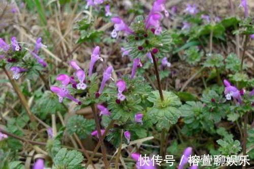 接骨莲|农村一种草,被人当野草,却能治筋骨疼痛,是名贵的“接骨莲”