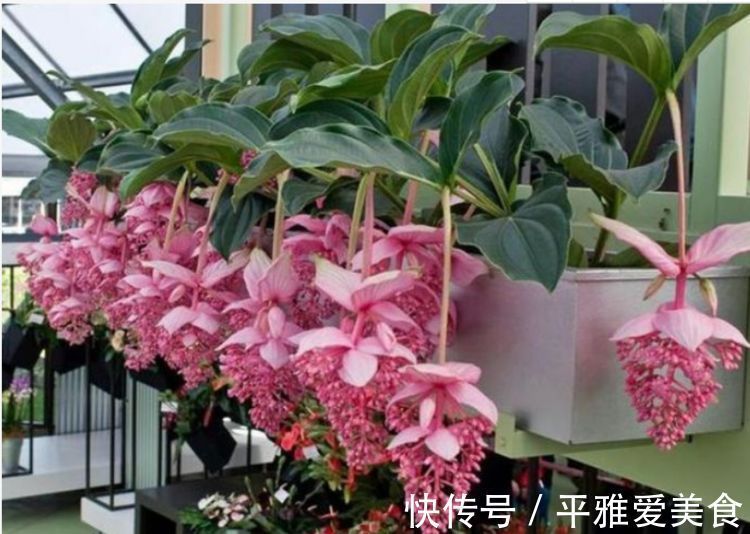 富山奇蝶|5种花好养又漂亮,不用管照样长得旺,年年开花不断,美翻天!