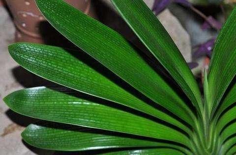 逛花市千万别买这3种花,内藏“猫腻”,买回家很难养活