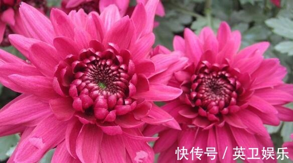 想养菊花选“龙吐珠”花瓣似“千层浪”开花硕大，美家首选