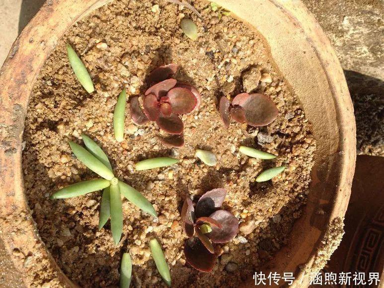叶插|别人扔的多肉,他非要捡,最后照样也能养爆盆!